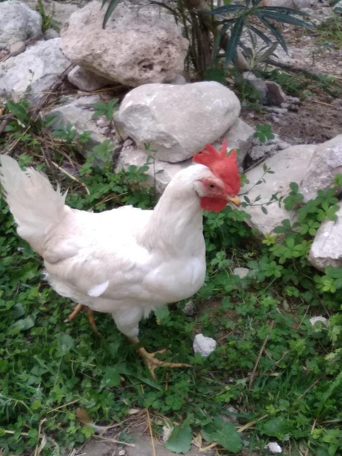 Colli a Volturno La Masseria Di Antonio E Teresina מראה חיצוני תמונה